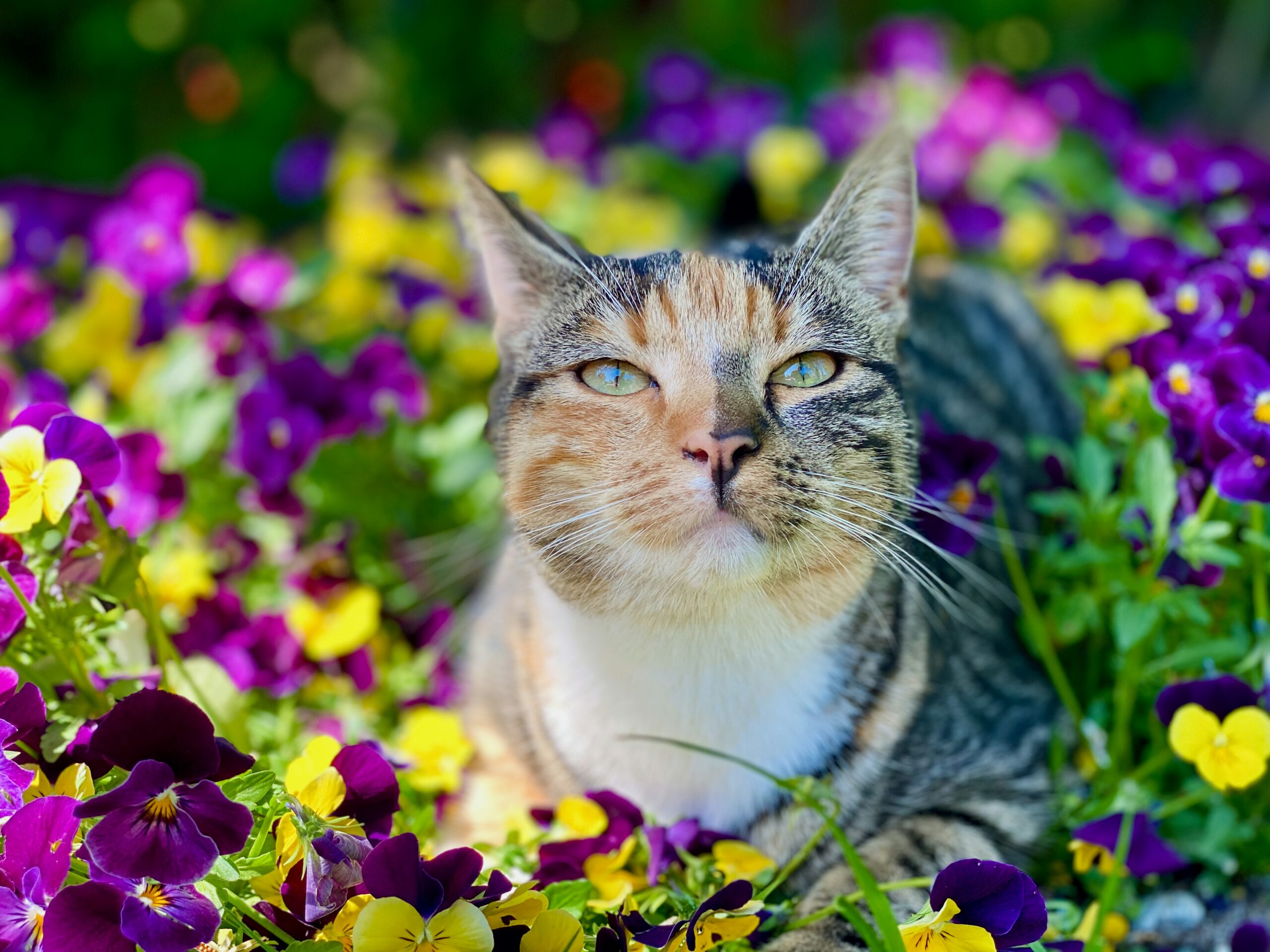 Does Your Pet Have Hay Fever? Symptoms and Tips to Help