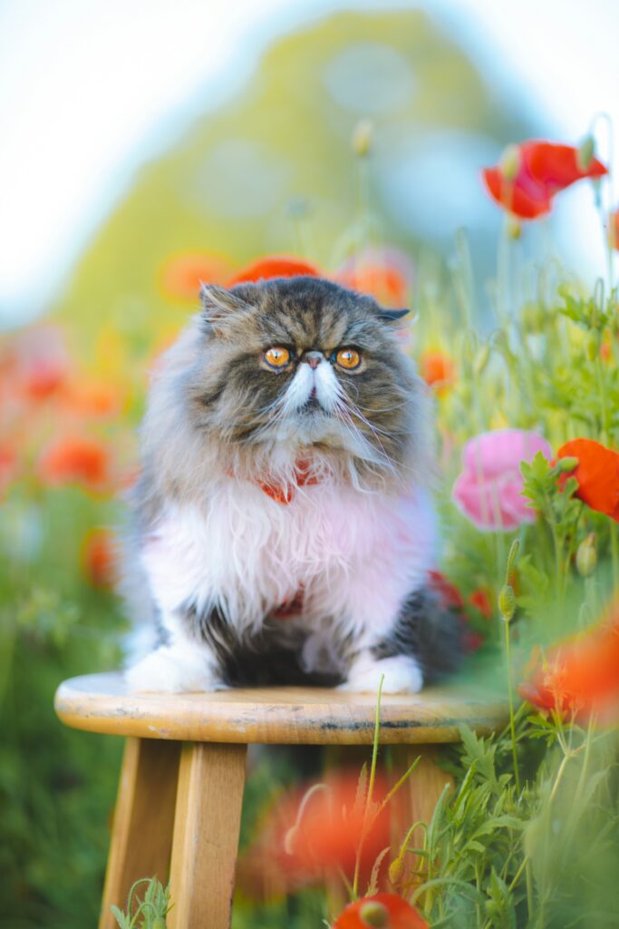A grey and white Persian cat sitting in a vibrant field of pink and red poppies